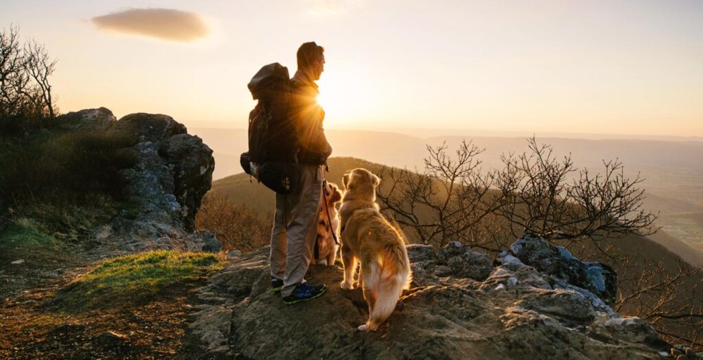 Survival Gear for Dogs