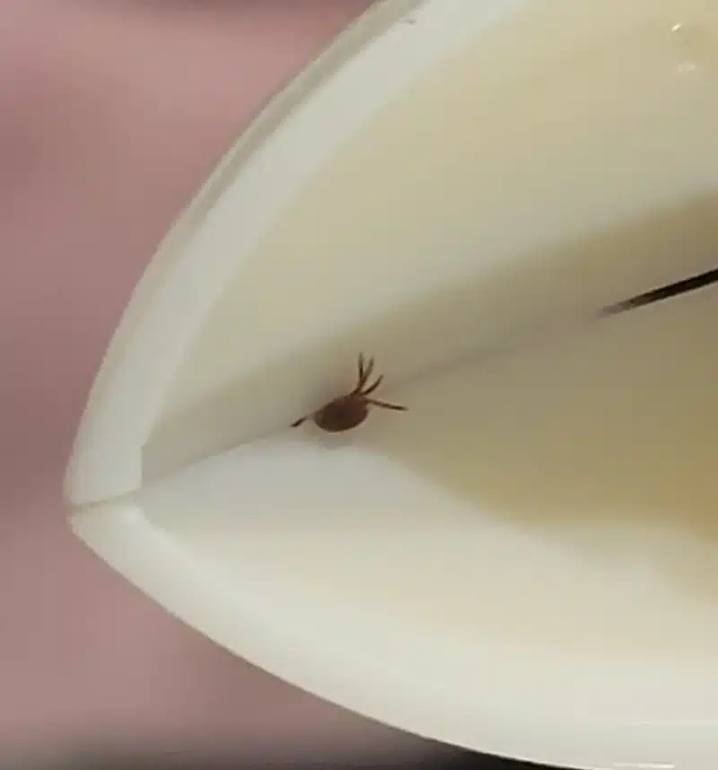 Tick Nipper3 Tick Nipper